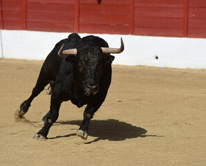 spanish bull with big horns on spain