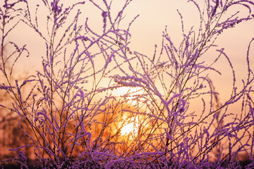 Obraz premium very beautiful openwork grass, in the snow, against the background of sunset, purple, orange, winter, frost