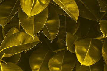 Abstract Beautiful background of yellow leaves of gray color