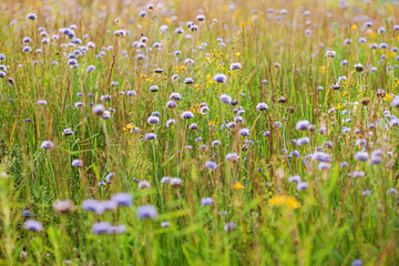 Fototapeta premium summer wild meadow with flowers