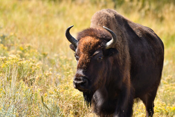 Portrait of a Buffalo at Yellowstone National Park.