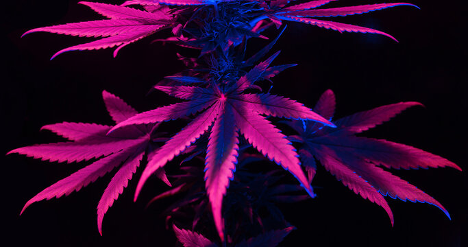Pink Marijuana Images – Browse 876,128 Stock Photos, Vectors, and Video |  Adobe Stock