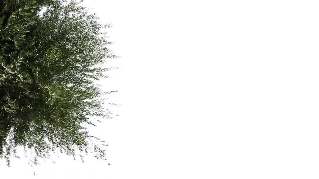 Real tree corner olea europaea isolated in movement - 16 cloudy day with alpha channel ready to insert in your #vfx works as a separate layer