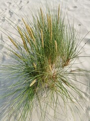 Dunes with marram grass (Ammophila arenaria).