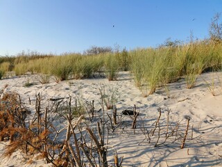 Plants on sea dunes, beach