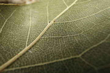 Macro photo of bay leaf spice on table