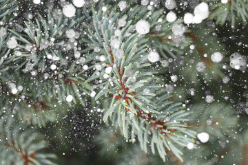 Naklejka na ściany i meble branches of a blue spruce background with snow