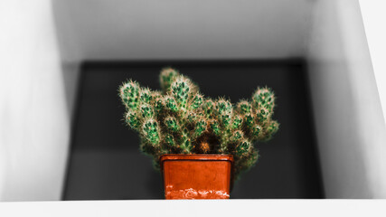 A cactus flower in a pot stands on a table against a white / black background.