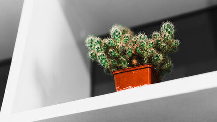 A cactus flower in a pot stands on a table against a white / black background.