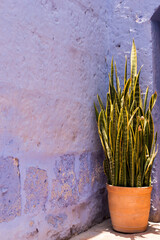 cactus en pot devant mur violet arequipa p&eacute;rou