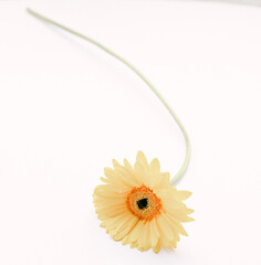 Pink gerbera flower 