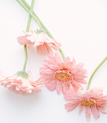 Pink gerbera flowers