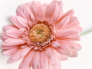 Pink gerbera flower 