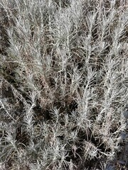 Helichrysum italicum, curry plant leaves background.