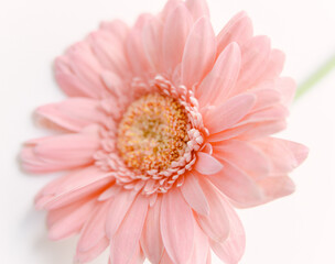 Pink gerbera flower 