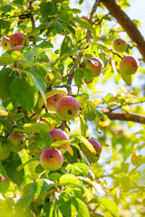 Apples on a tree branch with lush green foliage on a summer day in the garden