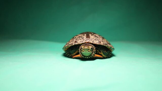 Turtle Coming out of its shell and walking off!
Turtle hiding.
Turtle as a pet.
Closeup reptile on green background.
animal isolated.
Tortoise looking forward.
Reptiles, animals, pets, wildlife