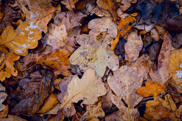 autumn oak leaves on the ground