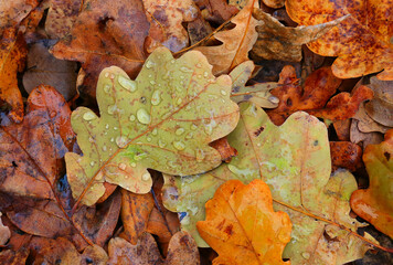 wet autumn oak leaves on ground
