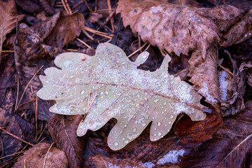 frozen autumn oak leaf on soil