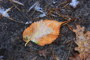 frozen autum leaf on ground