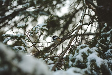 Chickadee perched on a snow-covered cedar branch. Nature and wildlife in Ontario, Canada.