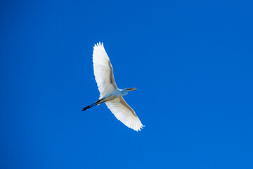 Snowy Egret (Egretta thula) Against a Sunlit Bright Blue Sky