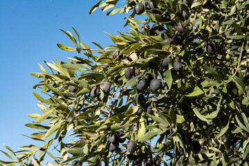 Close-up of a sunny olive branche with ripe olives. A blue sky. Autumn in Provence in France.