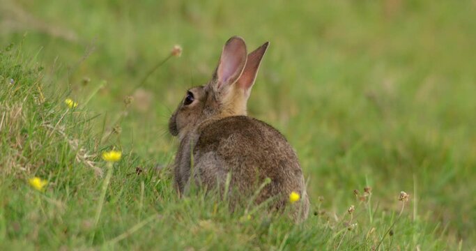Rabbit in grassy field, Compton Abbas, Dorset, UK