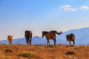 stray horses roaming the mountains, herd of horses. blue sky, white cloud