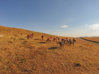 
stray horses roaming the mountains, herd of horses