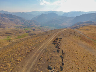 
stray horses roaming the mountains, herd of horses