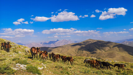stray horses roaming the mountains, herd of horses. blue sky, white cloud