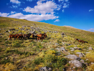 
stray horses roaming the mountains, herd of horses
