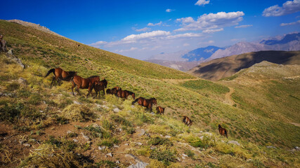 
stray horses roaming the mountains, herd of horses
