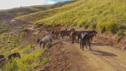 
stray horses roaming the mountains, herd of horses