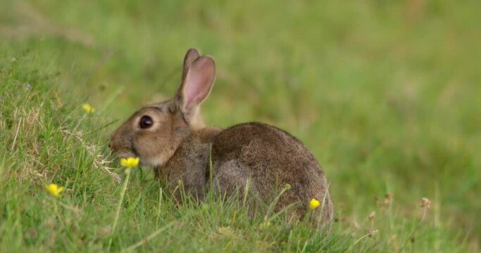 Rabbit in grassy field, Compton Abbas, Dorset, UK