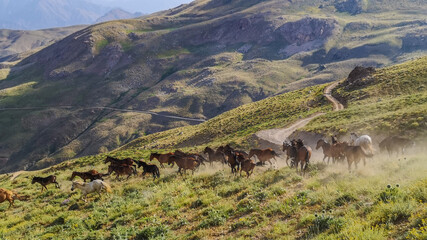 
stray horses roaming the mountains, herd of horses