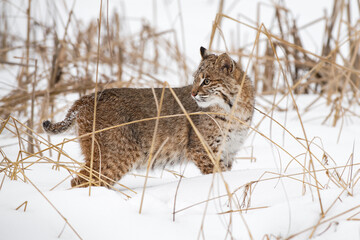 Bobcat (Lynx rufus) Standing in Weeds and Snow Looks Back Winter