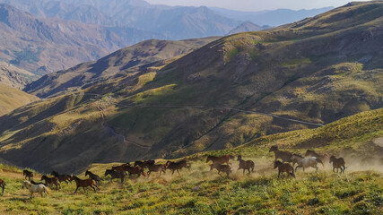 
stray horses roaming the mountains, herd of horses