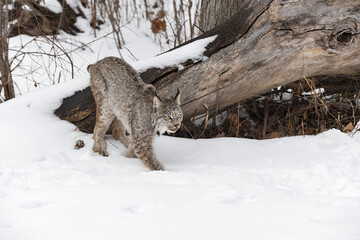 Canadian Lynx (Lynx canadensis) Steps Down Off Log into Snow Winter