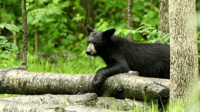 American Black Bear at rivers edge fishing for salmon
