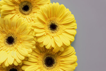 Demonstrating trendy colors 2021 - Gray and Yellow. Beautiful gerbera flowers on grey background with copy space