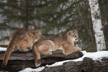Female Cougars (Puma concolor) Lie on Log Winter