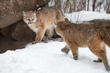 Female Cougar (Puma concolor) Watches Second Walking Up Winter
