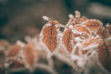 dry autumnal frozen plants image