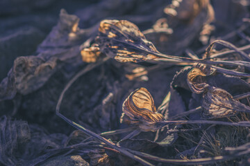 dry autumnal frozen plants image with backlit sunlight
