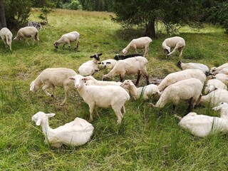 Obraz premium Sheeps in a meadow on green grass. Mountain.