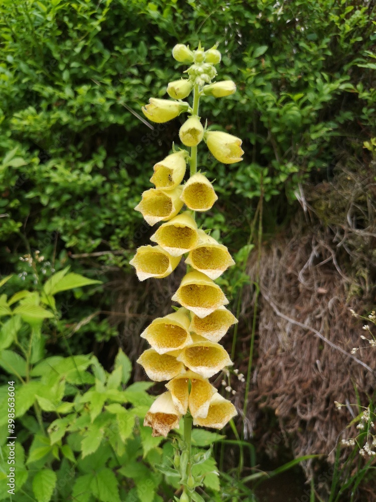 Wall mural yellow foxglove flower (digitalis grandiflora).