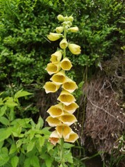 Yellow foxglove flower (Digitalis grandiflora). © Katarzyna